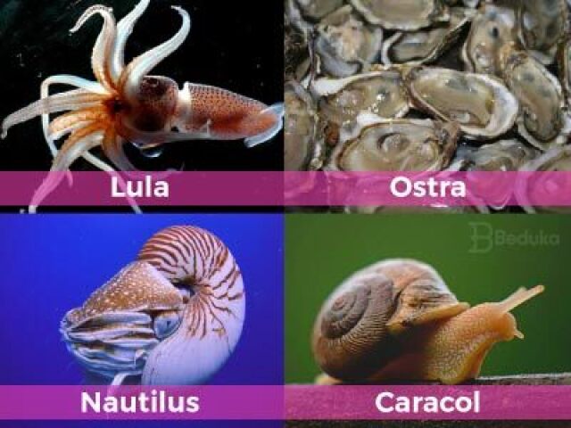 NAUTILUS