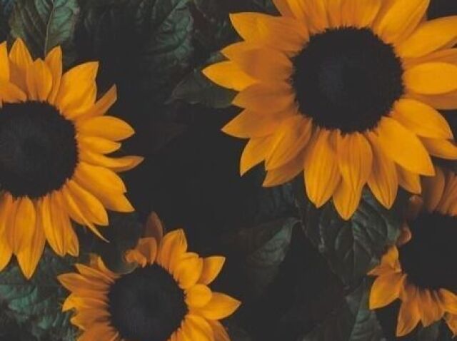 Essa ☝ // Girasol ♥