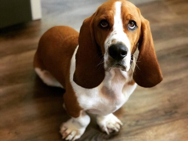 basset hound