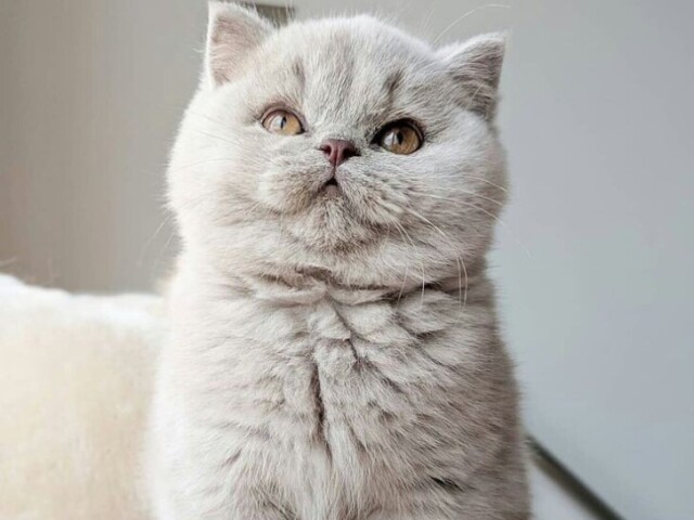 gato british shorthair