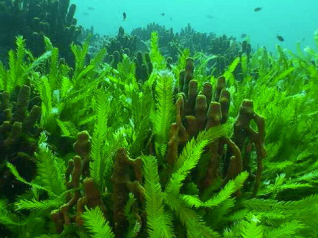 algas e plantas de seu habitat.