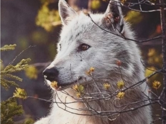 Lobo