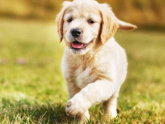 Cachorro