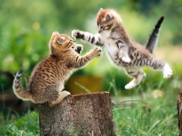 Gato