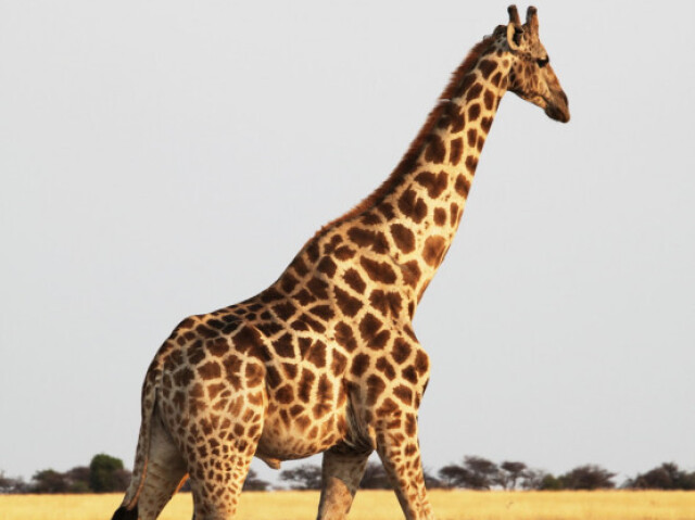 Girafa