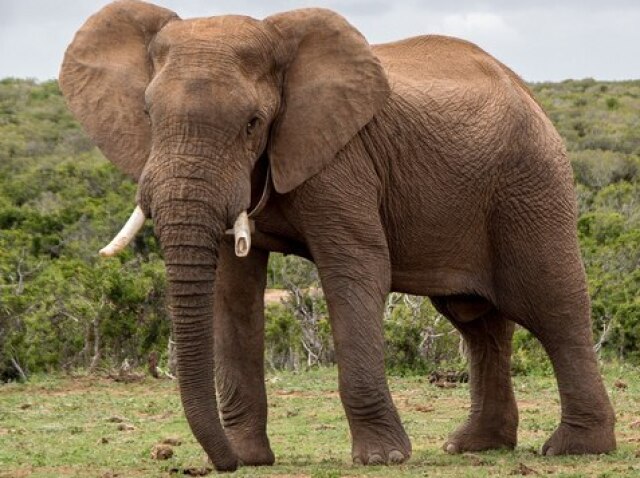 Elefante