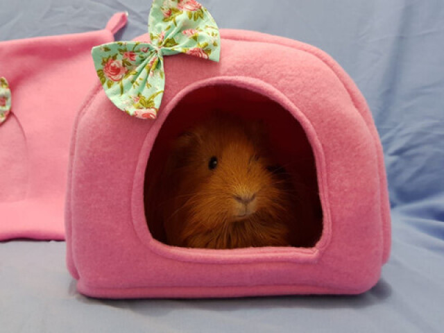 Monte a moradia perfeita para seu porquinho da índia! 🐹💗