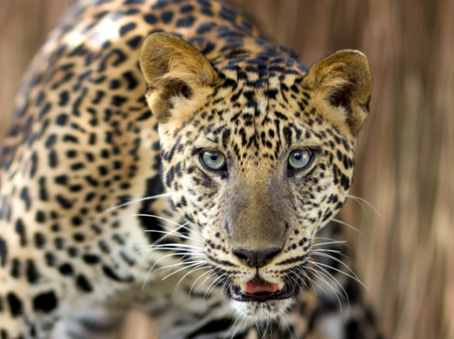 Leopardo