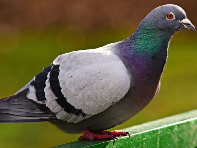 Pombo