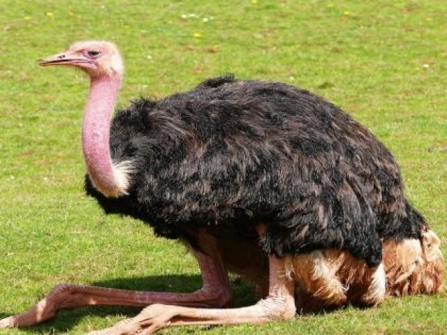 Avestruz