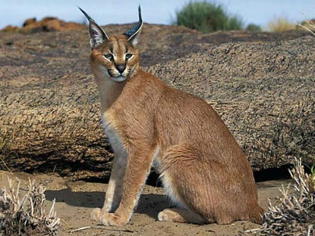 Caracal (não confunda com caracol!)
