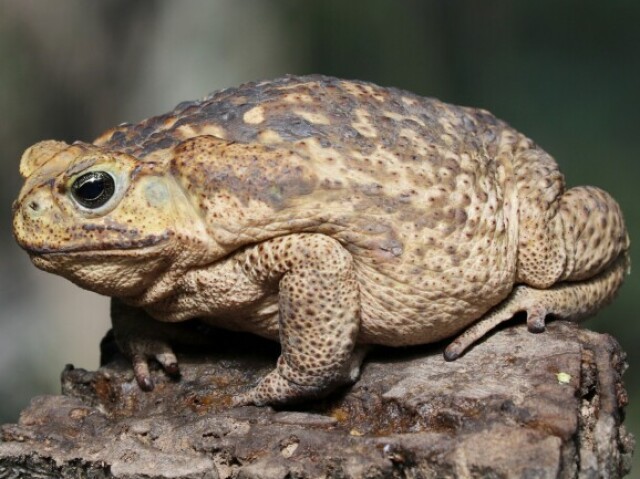Sapo