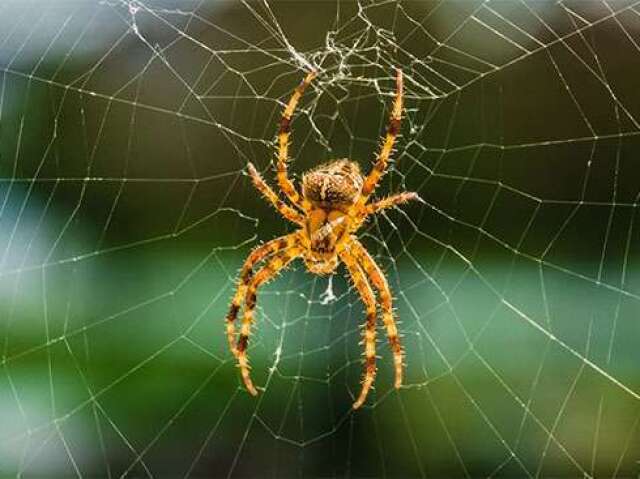 Aranha