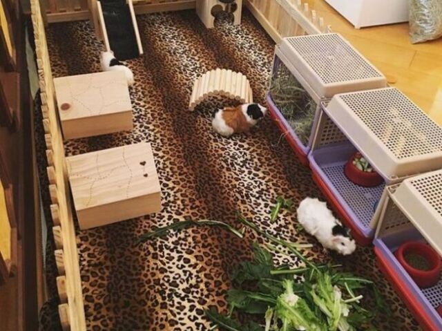 Moradia grande 🐹💗