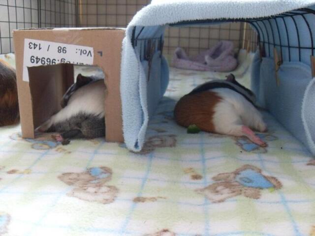 Moradia Aconchegante🐹😊