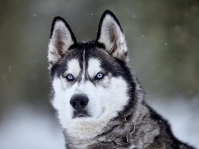 Husky Siberiano