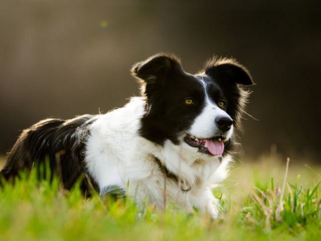 Border Collie