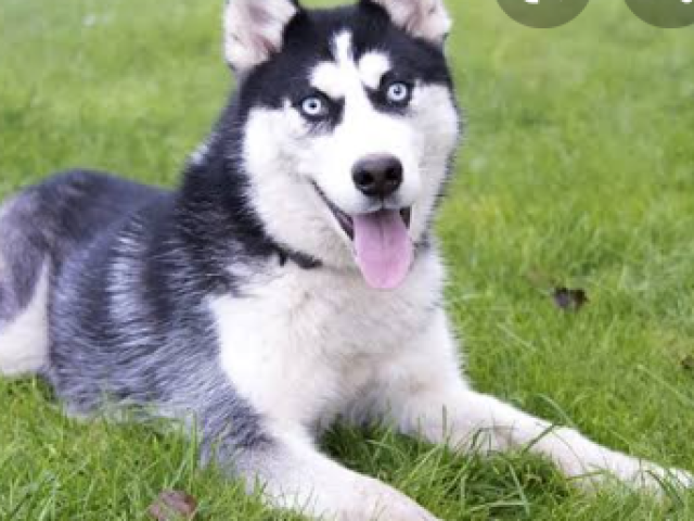 Husky siberiano