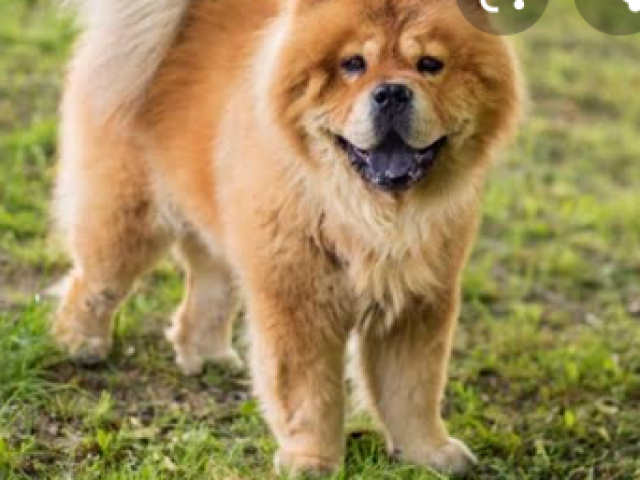 Chow chow