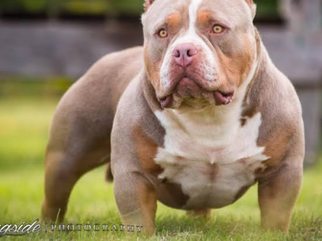 American bully