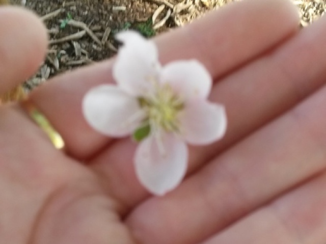 As plantas claro são lindas e cheias de inspiração