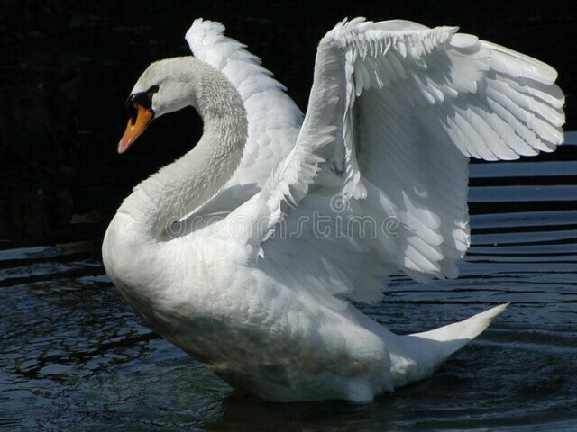 Cisne