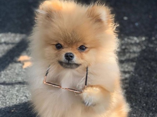 Cachorro