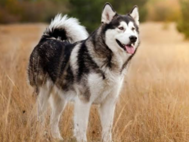 husky siberiano