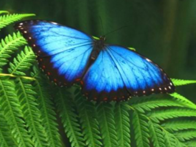 borboleta azul