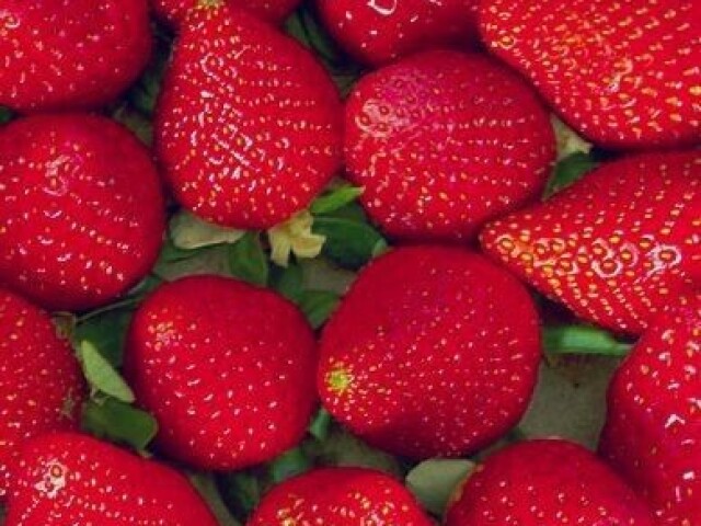 Morango 🍓