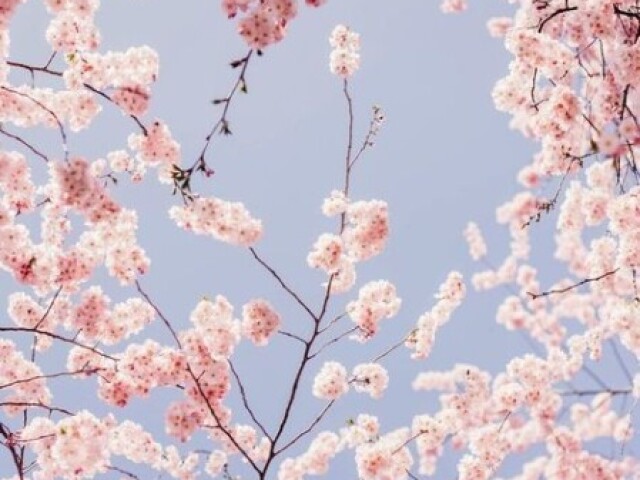 Kawaii🌸•.