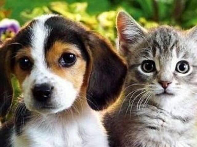 Um pouco dos dois!