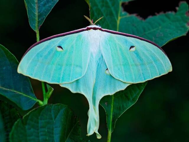 Mariposa