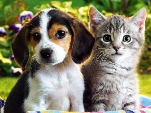Você é responsável o suficiente para ter um animal de estimação?
