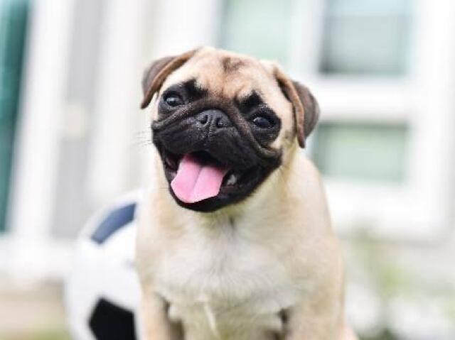 Pug