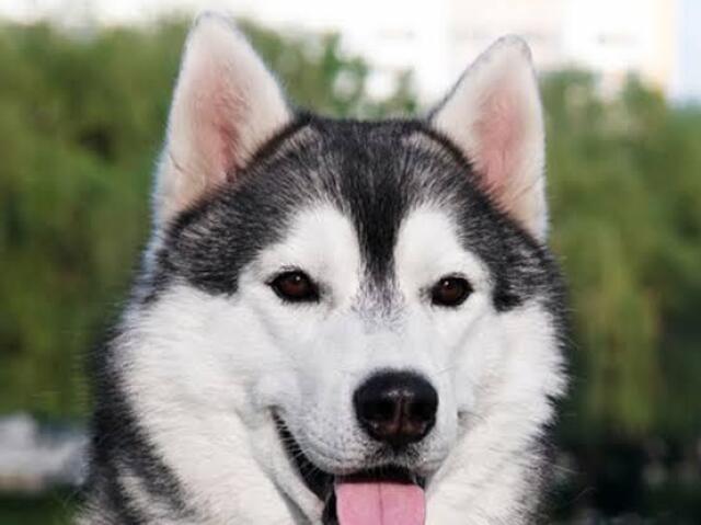 Qual cachorro você seria de acordo com sua personalidade?