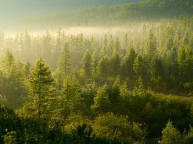 taiga