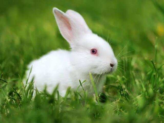 Que animal você seria de acordo com sua personalidade?