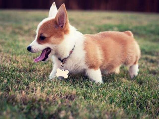 Corgi