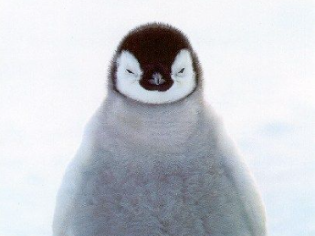 pinguim