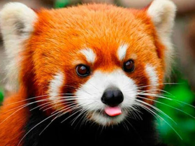 Panda vermelho