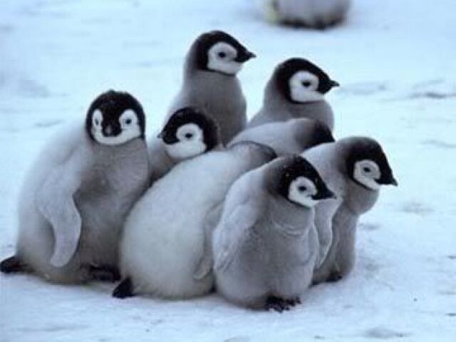 Pinguins