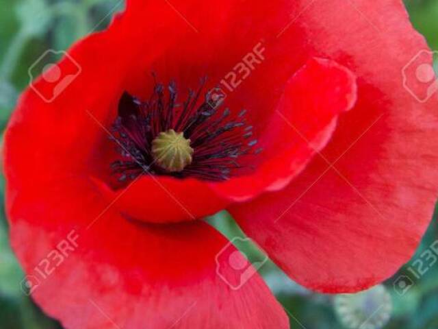 Poppy