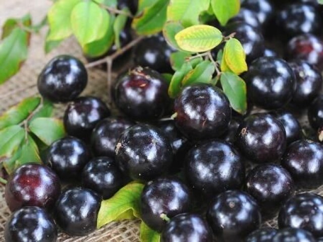 Jabuticaba