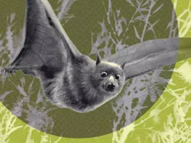 Chiroptera, onde chiro significa mãos e ptera,voar.