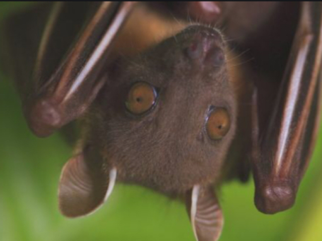 Chiroptera, onde chiro significa voar e ptera, mãos.