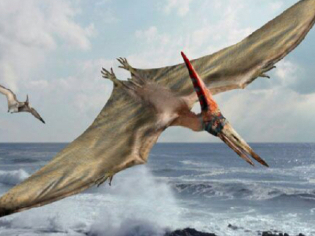 Pterodáctilos, por conta de sua semelhança com o dinossauro pré histórico voador