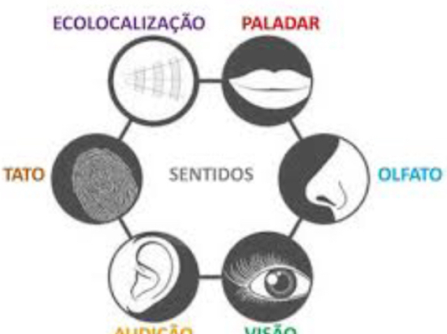 Ecologia, esses animais fazem um eco, fazendo com que eles se localizem de uma forma completamente diferente dos outros animais.