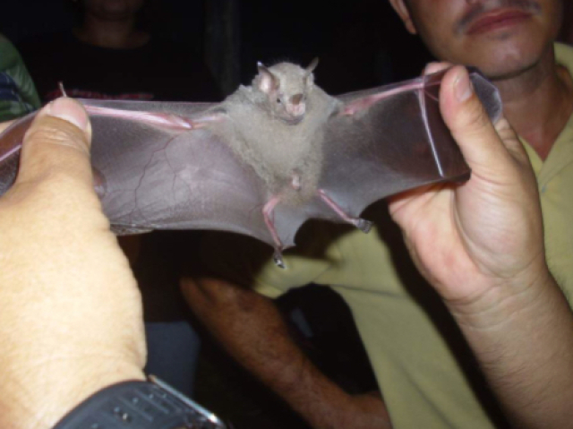 Morcego focinho de vaca, encontrado no Texas