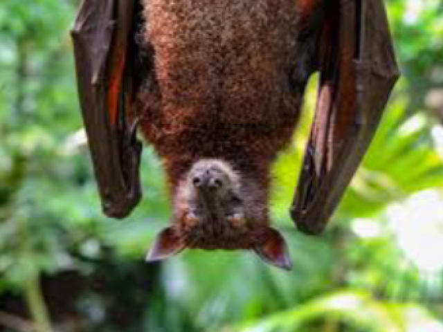 Gigante morcego voador, encontrado na tailandia